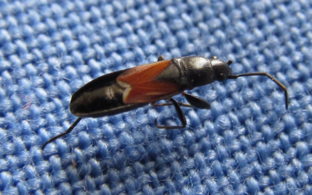 Lygaeidae: Pterotmetus staphyliniformis  - Izmir (Turchia)